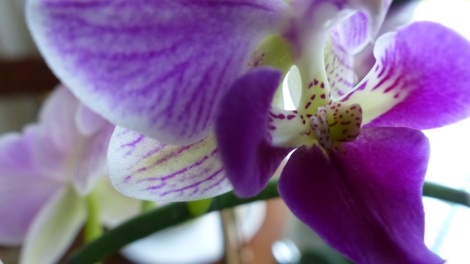 Orchids 005